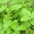 Amazing Benefits of the Holy Basil (Tulsi)