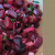 Mama’s Punjabi Recipes: Chukandar da Salad (BEETROOT SALAD)